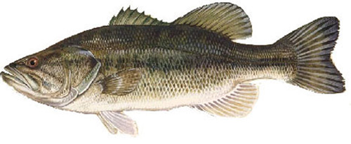 largemouth bass