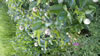 Zeelandia: Buttonbush is a good source of food for wildlife