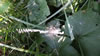 Zeelandia: An orb weaver spider
