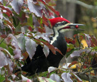 Pileated Woodpecker.  Photo by Patrick ML Smith