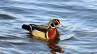 Wood Duck.  Photo by Patrick ML Smith