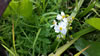 Zeelandia: Wildflower that needs ID