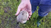 Zeelandia: Several empty turtle shells were found on the point