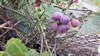 Zeelandia: Wild grapes provide food for wild life